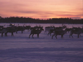 Saami reindeer migration expedition in Norway